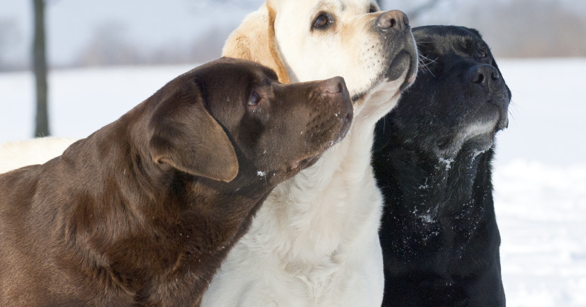 Labrador Retriever Özellikleri