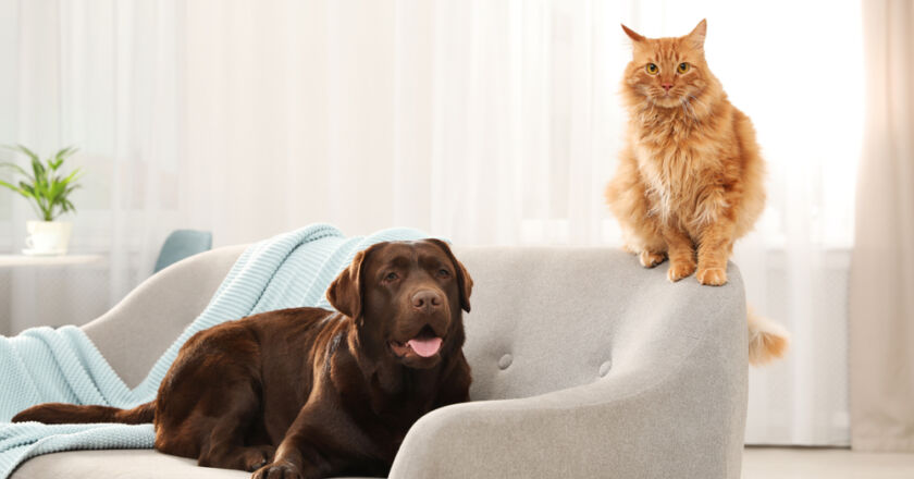 kedi tüyü, köpek tüyü